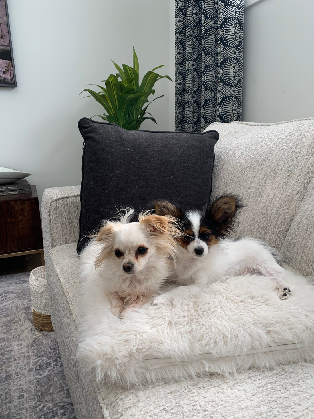 Meet Milou, Bruno, Bourbon and Louis